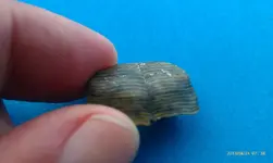 Tooth 3.webp
