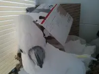 Image.webp