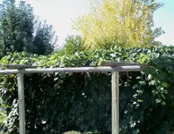 back yard 1.webp