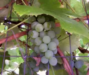back yard 2.webp