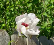 back yard 5.webp
