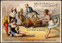 mustang3.webp