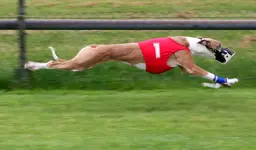 Greyhound_Racing_amk.webp Greyhound_Racing_amk.webp