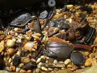 Aquatic Environment.webp