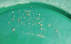 2 buckets.webp