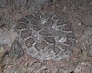 rattlesnake.jpg