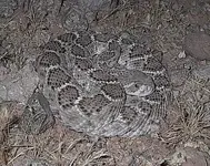 rattlesnake.webp