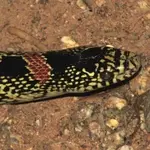 wild coral snake.webp