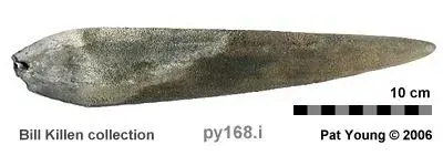 marlin rostrum.webp