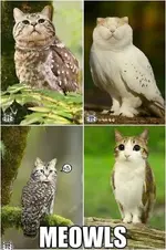 meowls.webp