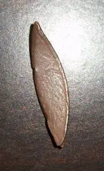 100_0989.webp