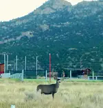 BV Deer.webp