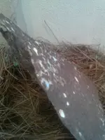 CAM00391.webp