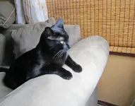 cat looking at new cat.webp