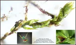 Half Flora Half Fauna.webp Half Flora Half Fauna.webp