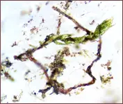 4X Half Flora Half Fauna.webp 4X Half Flora Half Fauna.webp