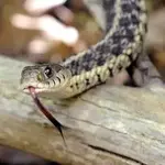 Snake.webp