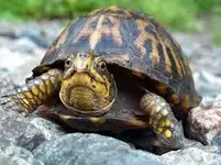 Turtle.webp