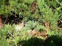 DSCF0017.webp