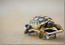 120604-turtle-skateboard_thumb.webp 120604-turtle-skateboard_thumb.webp