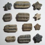 crinoid_fossils.jpg