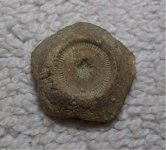 unknown_crinoid_dorsal_cup_small1.jpg
