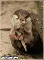 Otter.webp