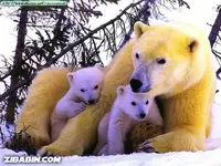 Polar Bear.webp