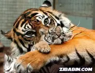 Tiger.webp