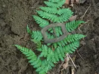 100_2713.webp