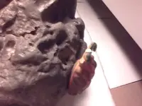 meteorite 002.webp