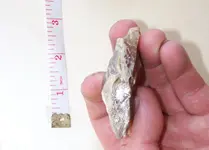 florida rocks 014.webp