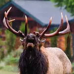 Whole Lotta Bull-3.webp Whole Lotta Bull-3.webp