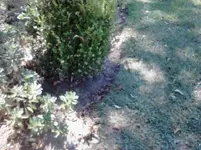 ROSEGARDEN1.webp