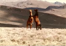 Scan_Pic0040.webp