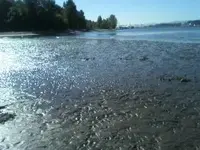 muddy stuff.webp