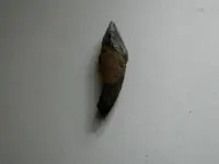 PA020564.webp