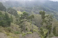 foggy hill.webp