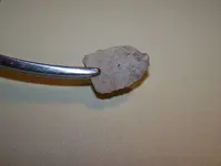 florida rocks 046.webp