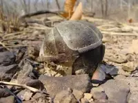cluster-bomb.webp