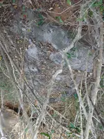 kingbed1.webp