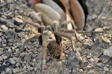 DSC_1515spider.webp