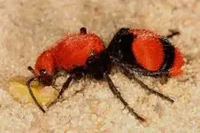 Velvet Ant.webp
