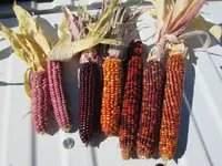 IMG_0029.webp IMG_0029.webp
