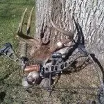 bow 001.webp