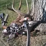 bow 002.webp