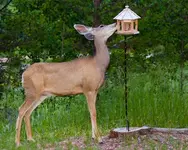 doe-eating.webp