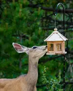 doe-eating.2-pg.webp