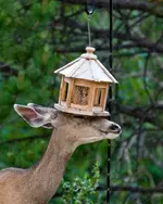 doe-with-a-hat.webp