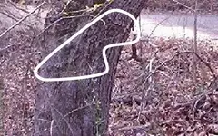 snake.webp